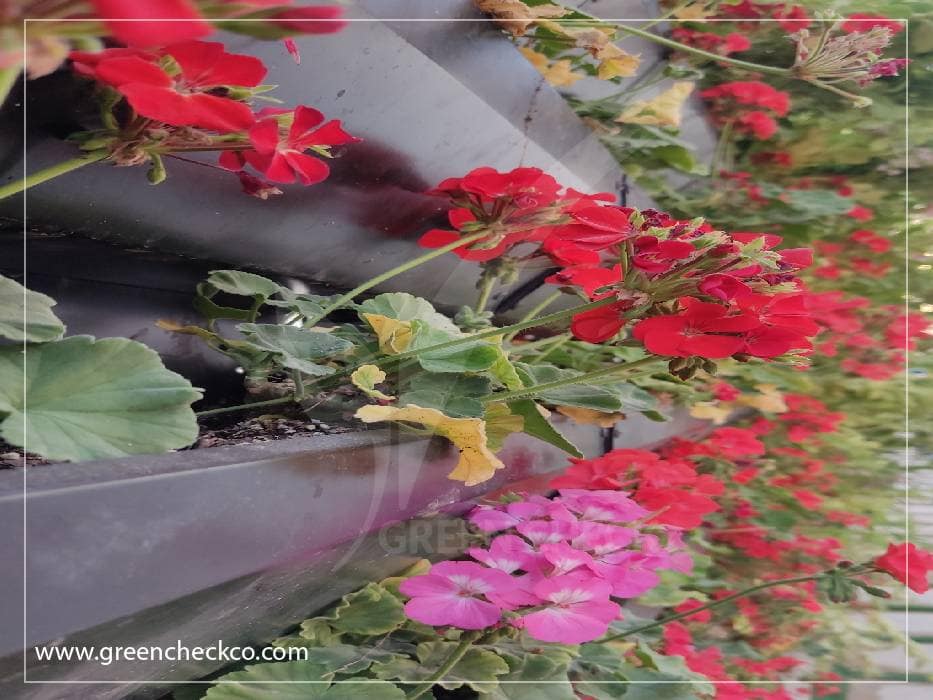 How to make a green wall