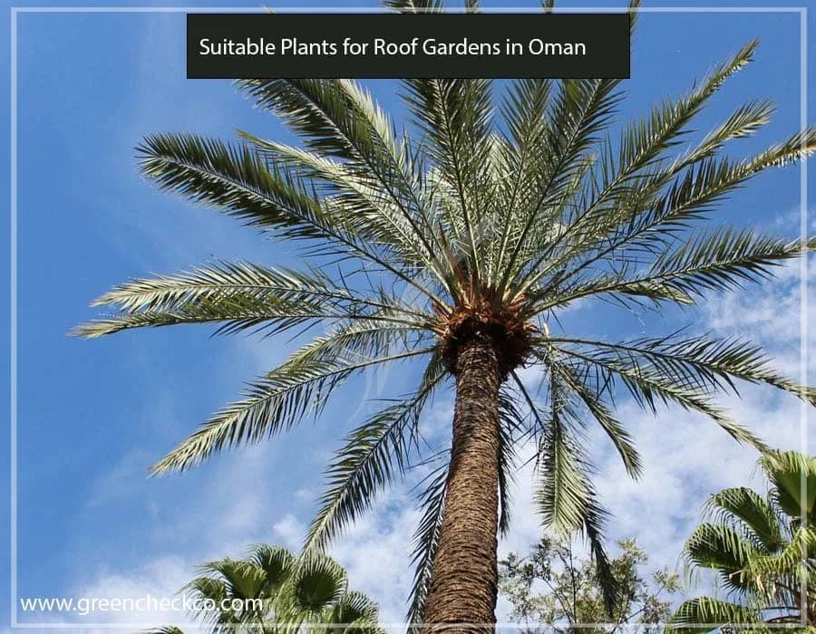 Suitable Plants for Roof Gardens in Oman (2)