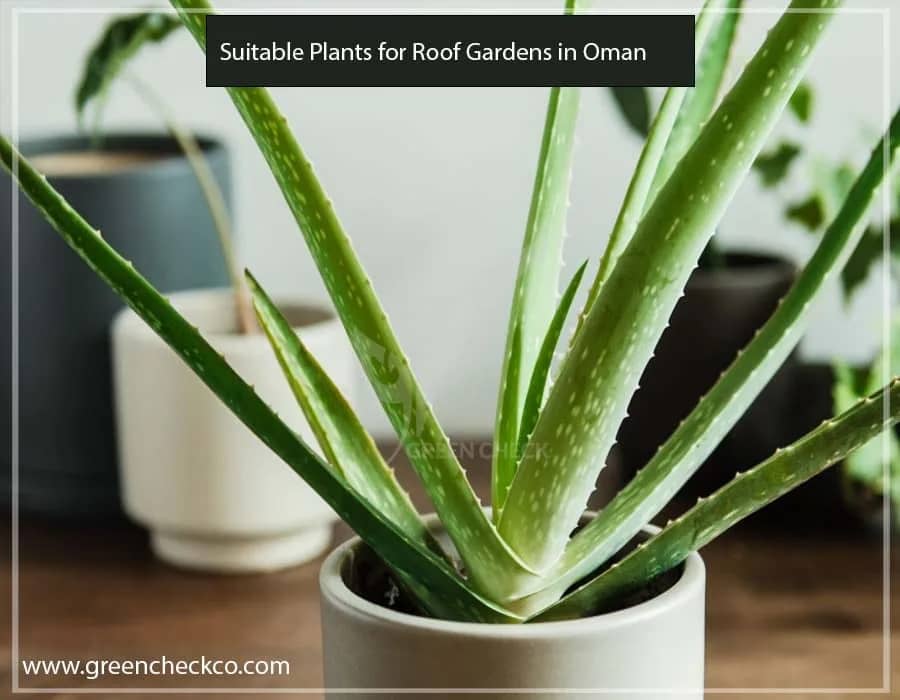 Suitable Plants for Roof Gardens in Oman (2)