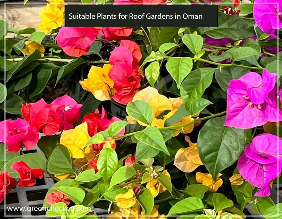 Suitable Plants for Roof Gardens in Oman