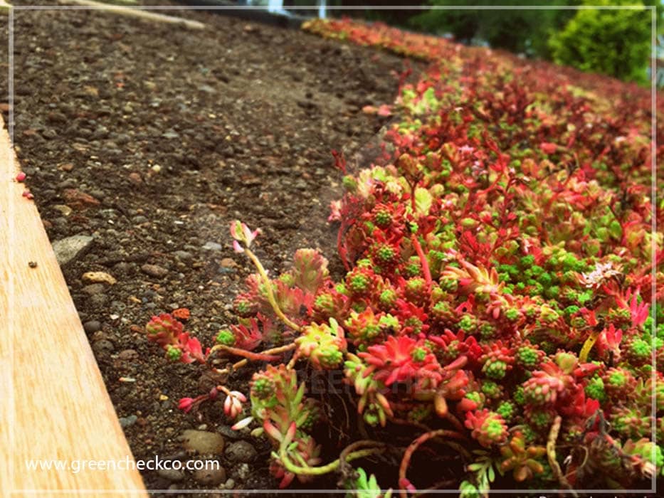 Green roofs with Sedum