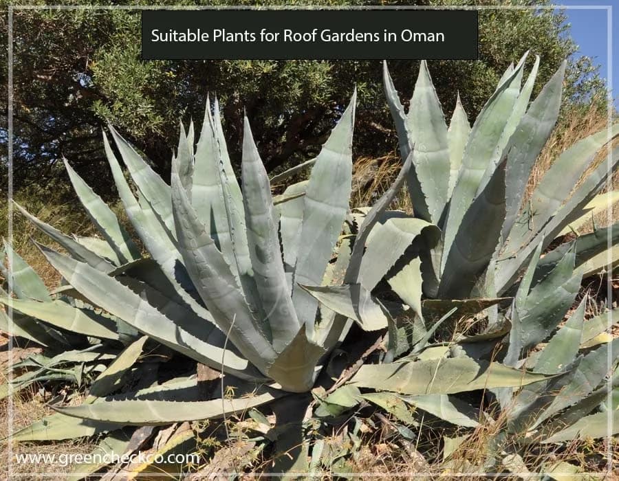 Suitable Plants for Roof Gardens in Oman (2)