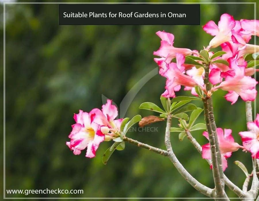 Suitable Plants for Roof Gardens in Oman (2)