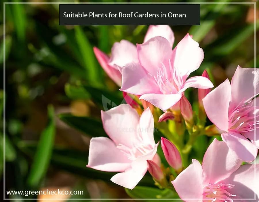 Suitable Plants for Roof Gardens in Oman (2)