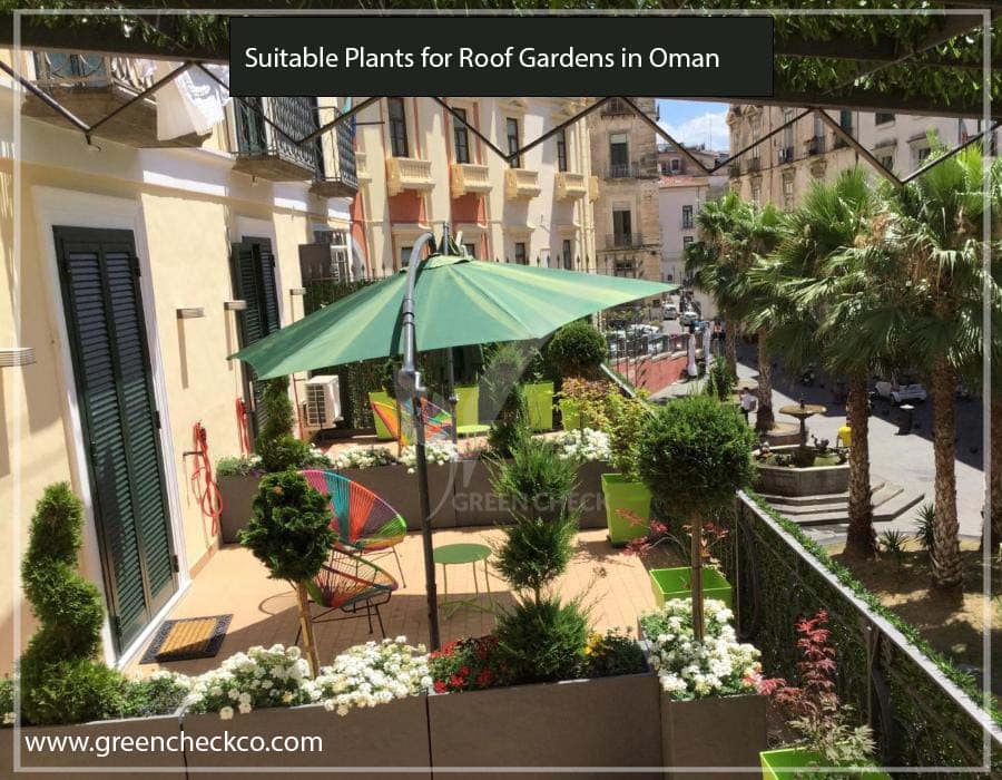 Suitable Plants for Roof Gardens in Oman greencheckco