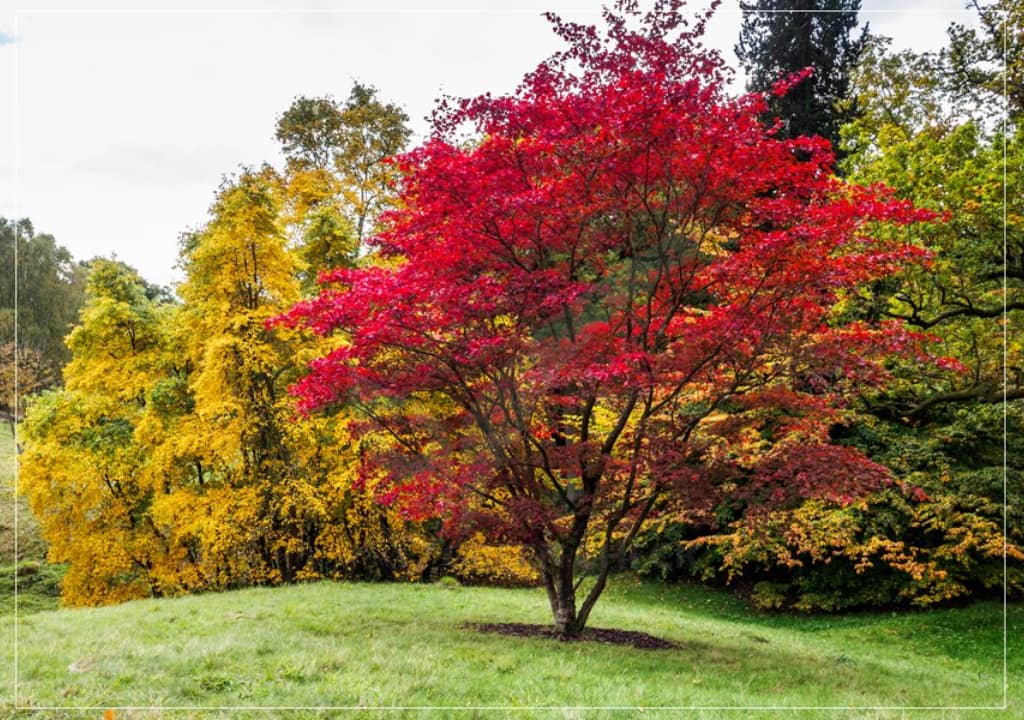 Ten trees suitable for roof gardens in Canada