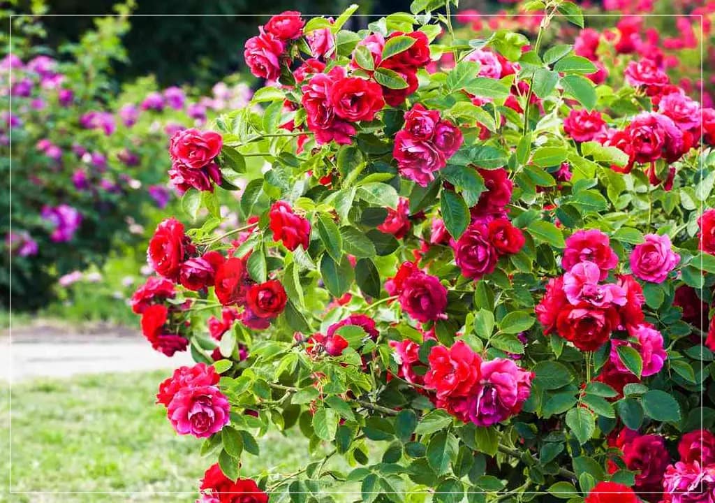 Rose Bush